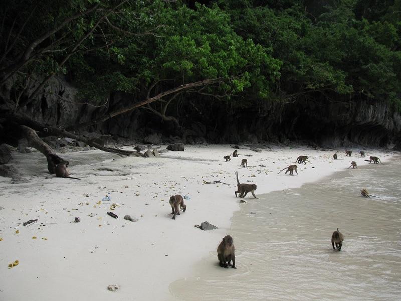 Monkey Beach