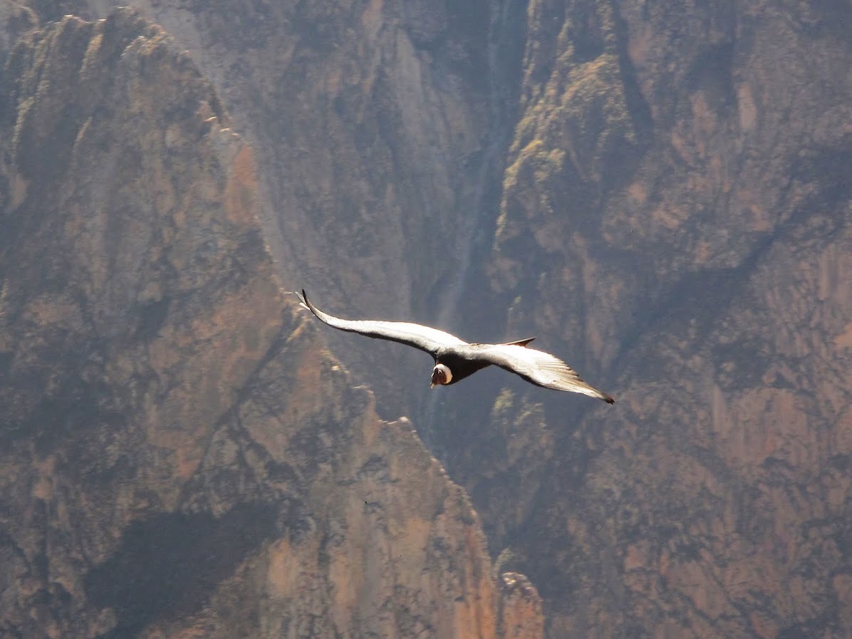 Condor Peru