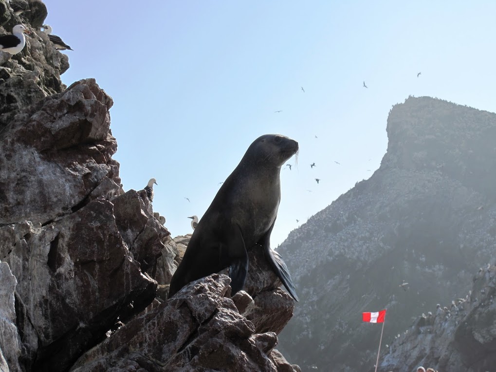 Peru Ballestas