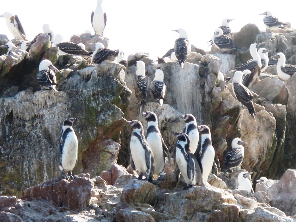 Peru pinguini