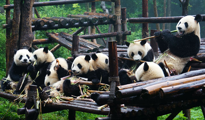 China Panda